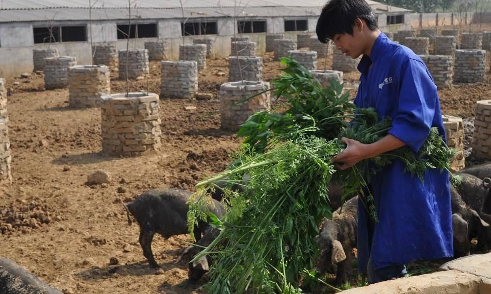 進(jìn)口豬肉五花肉豬板油豬排豬尾巴冷凍豬腦豬大腸大排松板肉示例圖8