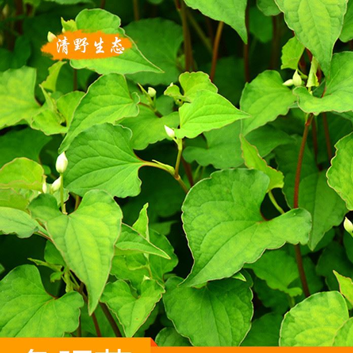 湖南土特產野生綠色蔬菜 新鮮魚腥草 生態(tài)特色菜系 清熱解毒示例圖1