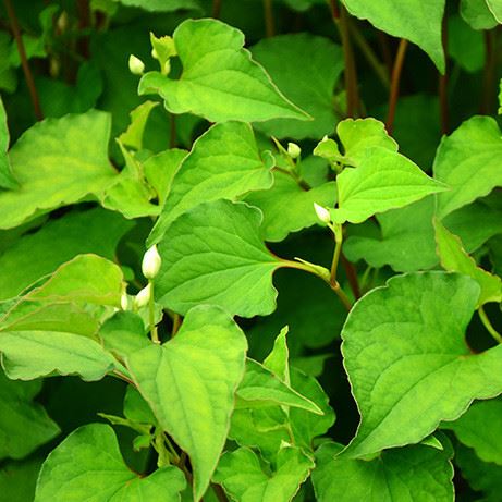 湖南土特產野生綠色蔬菜 新鮮魚腥草 生態(tài)特色菜系 清熱解毒示例圖2