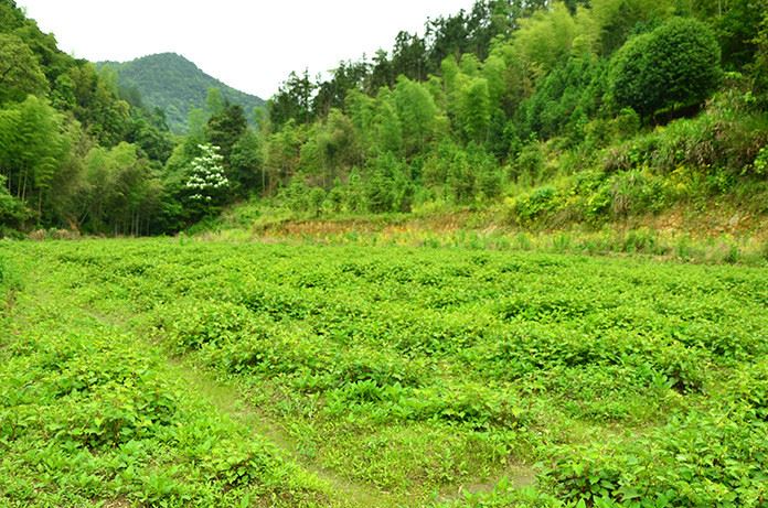 湖南土特產野生綠色蔬菜 新鮮魚腥草 生態(tài)特色菜系 清熱解毒示例圖6