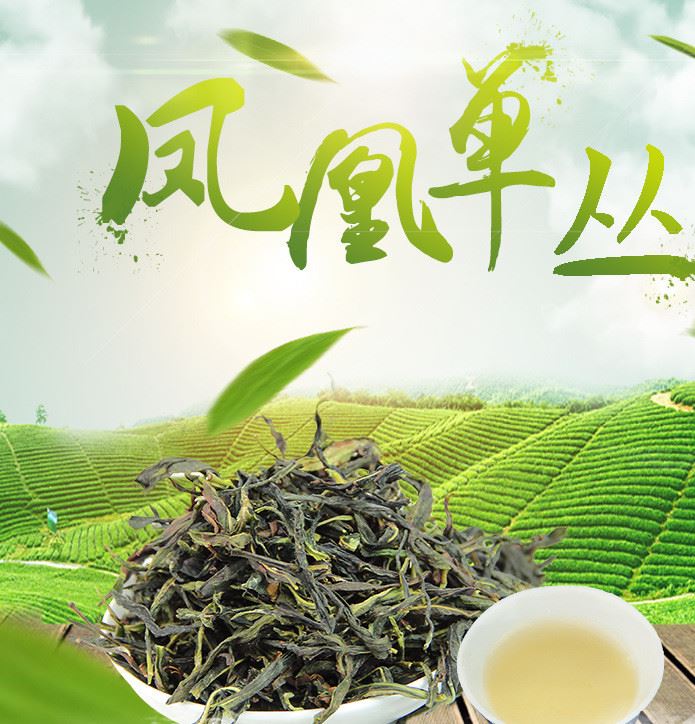 潮州特產(chǎn)鳳凰單樅茶 抽濕清香型烏崠單叢茶葉散裝單樅茶茶葉批發(fā)示例圖1