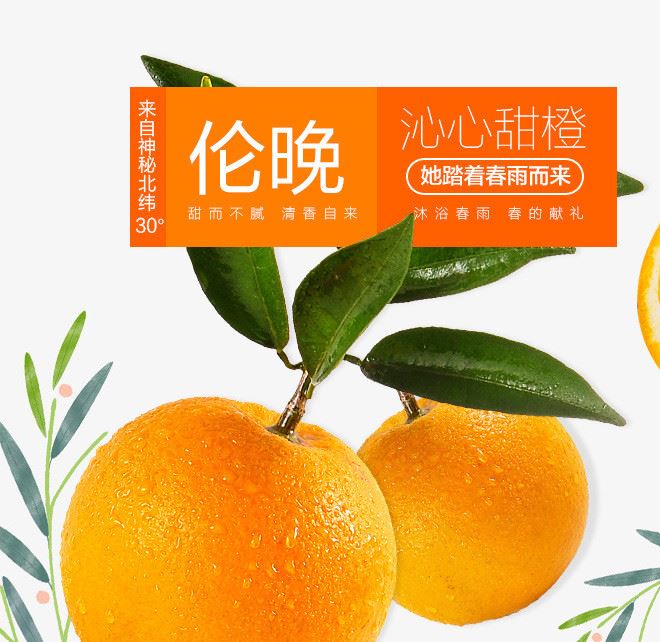 新鮮水果 湖北秭歸倫晚臍橙  甜橙現(xiàn)摘現(xiàn)發(fā) 橙子5斤示例圖2