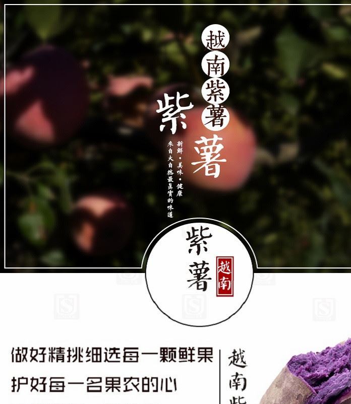 一件代發(fā)正宗越南新鮮紫薯【5斤中紫薯】包郵示例圖1