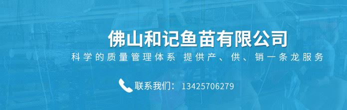  泥鰍商品魚供應(yīng) 泥鰍商品魚苗批發(fā) 魚廠直銷供應(yīng)示例圖1