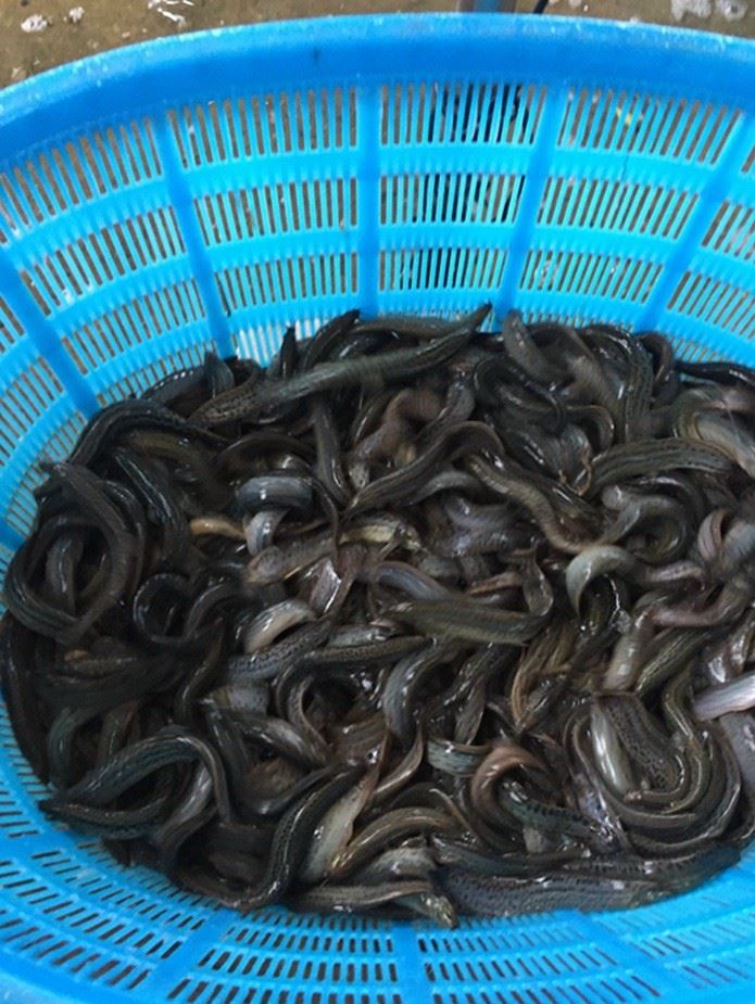  泥鰍商品魚供應(yīng) 泥鰍商品魚苗批發(fā) 魚廠直銷供應(yīng)示例圖3