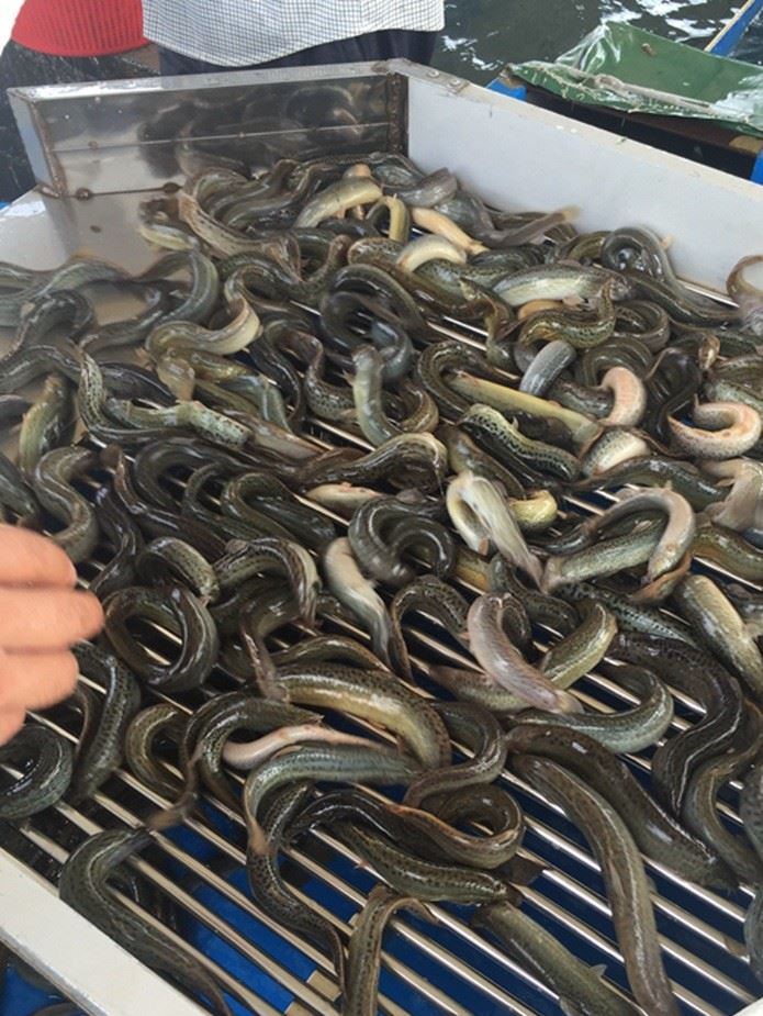  泥鰍商品魚供應(yīng) 泥鰍商品魚苗批發(fā) 魚廠直銷供應(yīng)示例圖4