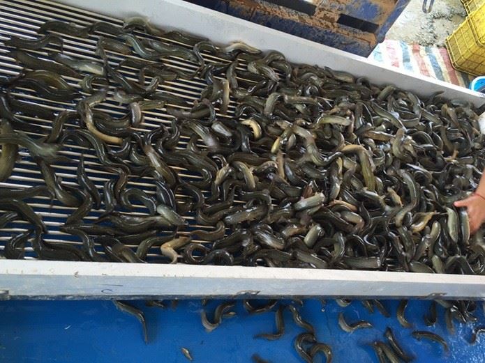  泥鰍商品魚供應(yīng) 泥鰍商品魚苗批發(fā) 魚廠直銷供應(yīng)示例圖6