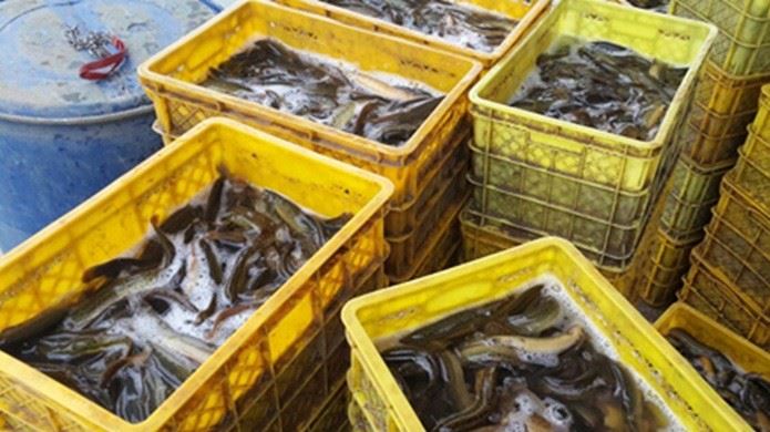  泥鰍商品魚供應(yīng) 泥鰍商品魚苗批發(fā) 魚廠直銷供應(yīng)示例圖9