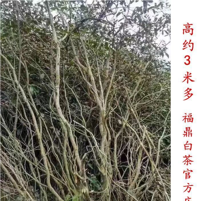 百年古樹 珍稀白茶 深山荒野老樅古樹 福鼎白茶散茶 1斤裝示例圖1