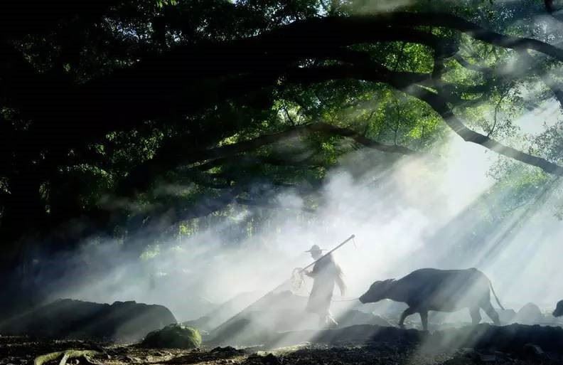 百年古樹 珍稀白茶 深山荒野老樅古樹 福鼎白茶散茶 1斤裝示例圖8