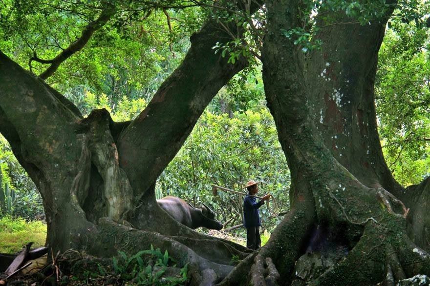 百年古樹 珍稀白茶 深山荒野老樅古樹 福鼎白茶散茶 1斤裝示例圖9