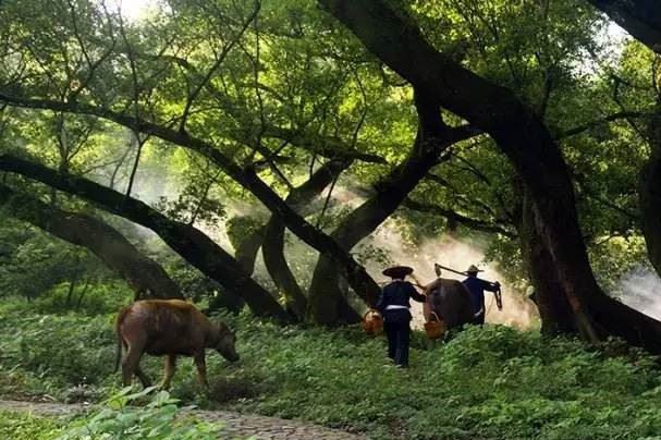 百年古樹 珍稀白茶 深山荒野老樅古樹 福鼎白茶散茶 1斤裝示例圖10