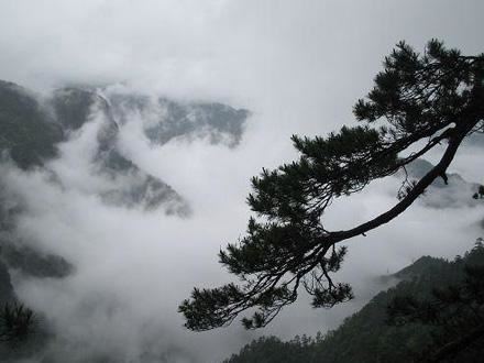 百年古樹 珍稀白茶 深山荒野老樅古樹 福鼎白茶散茶 1斤裝示例圖11