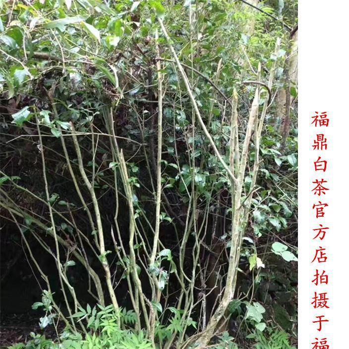 百年古樹 珍稀白茶 深山荒野老樅古樹 福鼎白茶散茶 1斤裝示例圖12