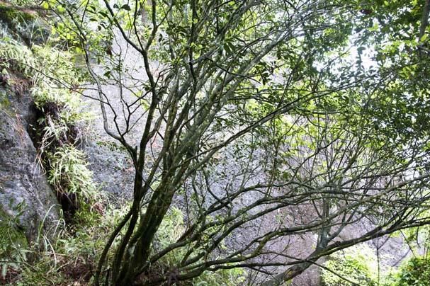 百年古樹 珍稀白茶 深山荒野老樅古樹 福鼎白茶散茶 1斤裝示例圖13