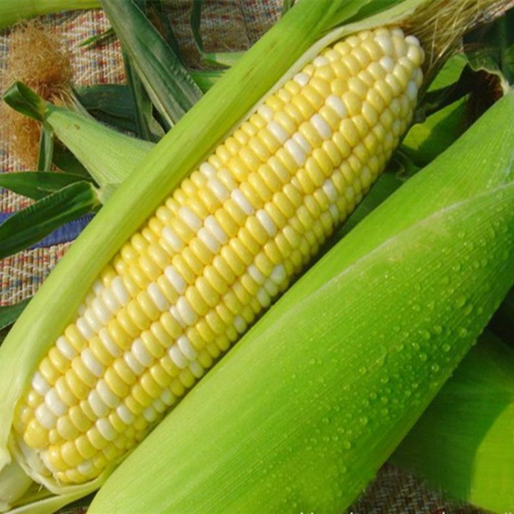 新鲜水果玉米棒即食粒可生吃甜新鲜蔬菜5斤包邮代发            品种