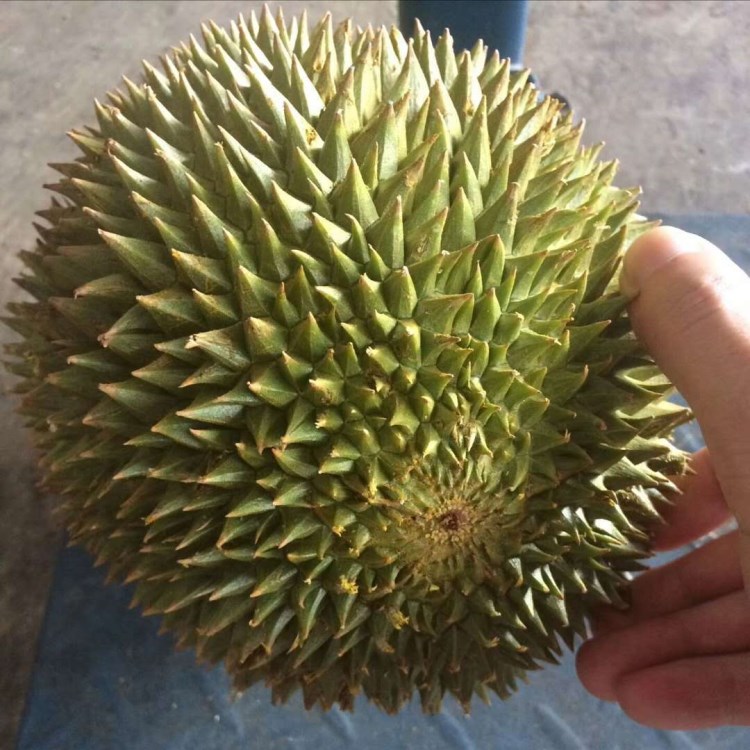 猫山王榴莲越南品种 新鲜热带水果 非泰国长柄猫山非马来西亚榴莲