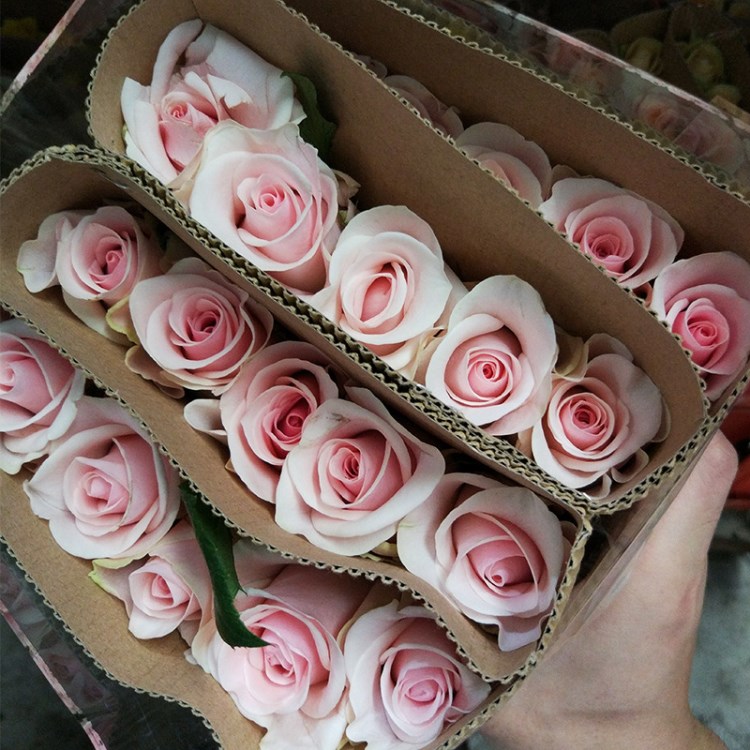 【昆明鲜花】【粉佳人】玫瑰鲜花批发 云南昆明粉玫瑰 20枝/扎