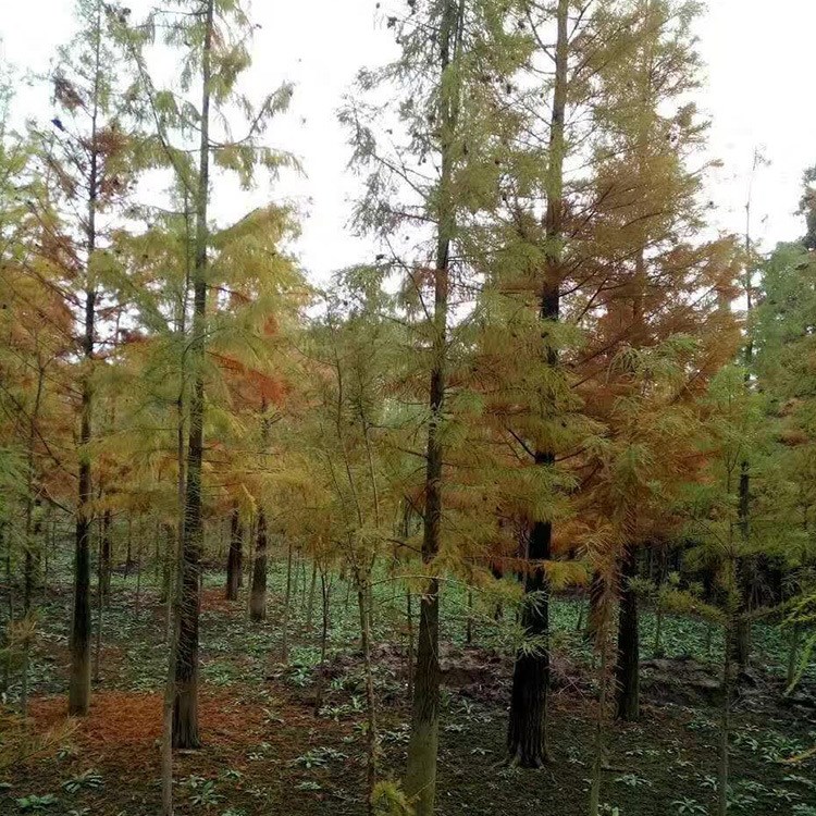 【湖南湖北】基地优质湖南,湖北水杉树 2