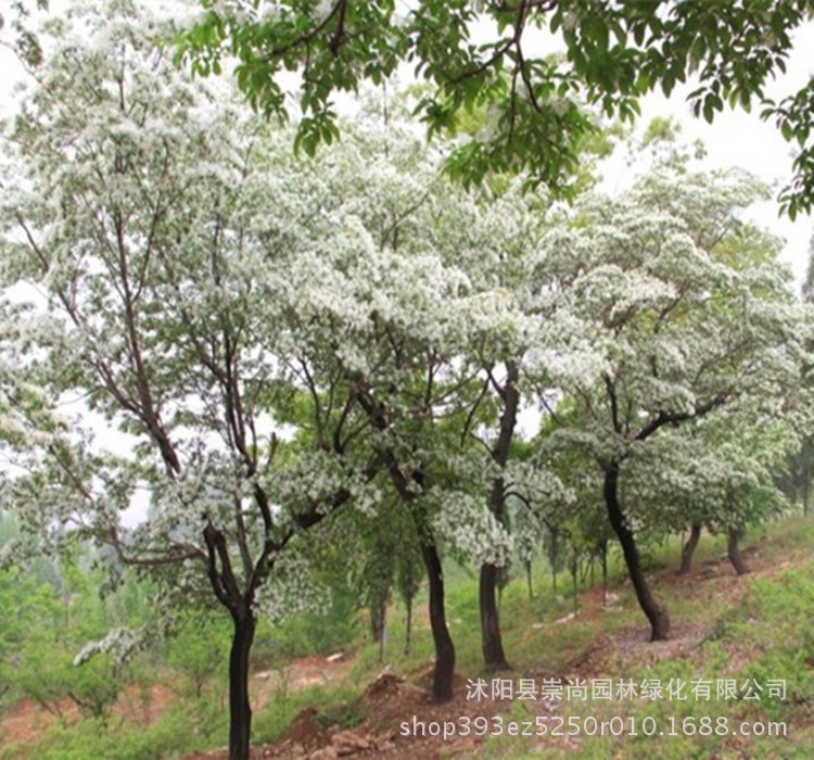 流苏 四月雪 油根子 园林绿化工程 流苏种子 嫁接桂花 园艺景观树