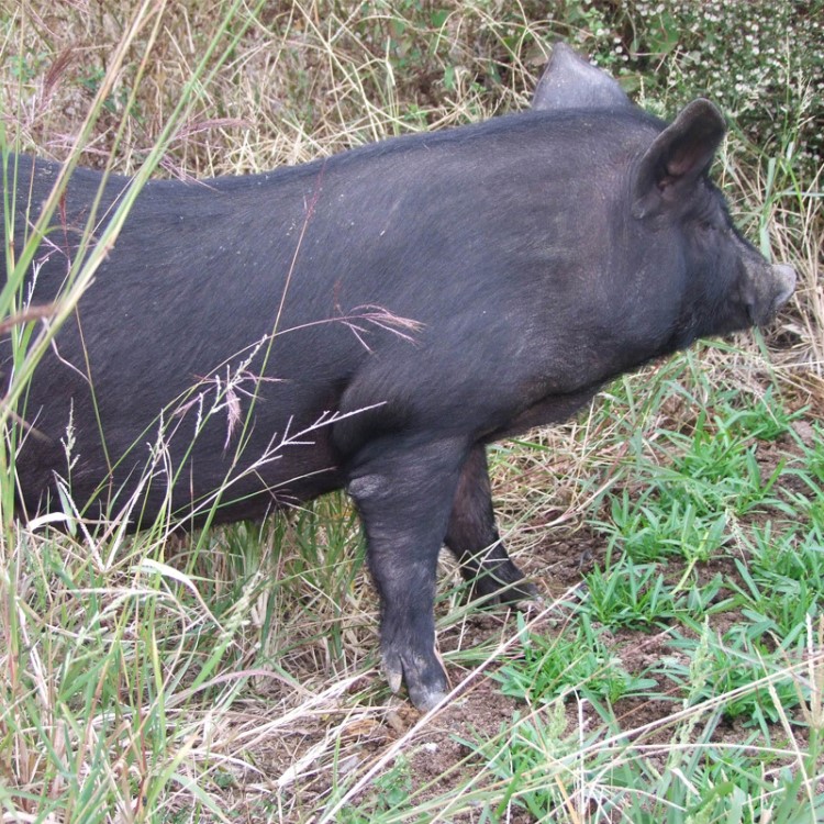 回原蘑力多散养猪肉猪生态300斤左右黑猪整头种猪厂家供应