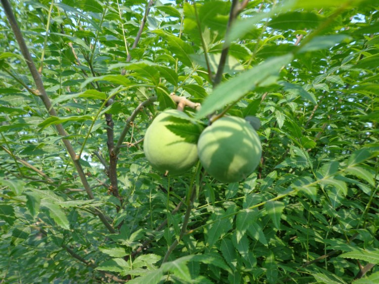 山东泰安可药用的 可炼油的 2公分的 文冠果树苗批发价格