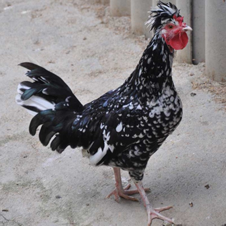 贵妃鸡鸡苗/元宝鸡/七彩山鸡野鸡种苗/珍珠鸡鸡苗养殖种苗种蛋