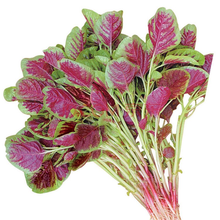 【紫苋菜】紫红苋菜种子 阳台种菜 盆栽 高出芽率大面积种植四季蔬菜