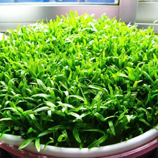 阳台蔬菜种子空心菜芽苗菜-家用芽苗菜种子(100克)