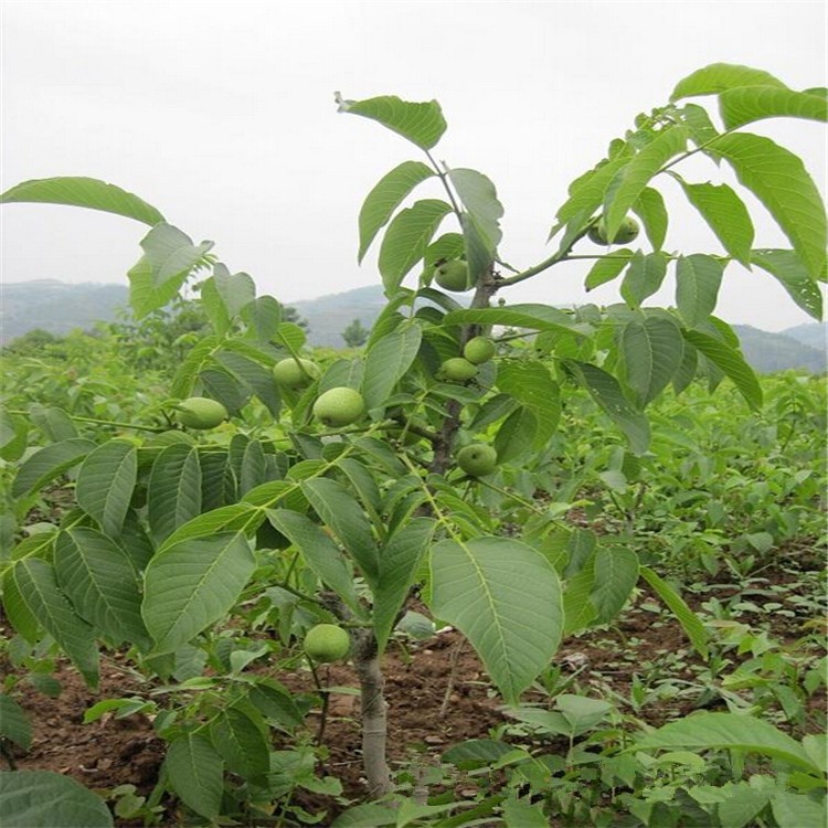 西安优质核桃苗哪里有品种多货源充足价格低 包邮递