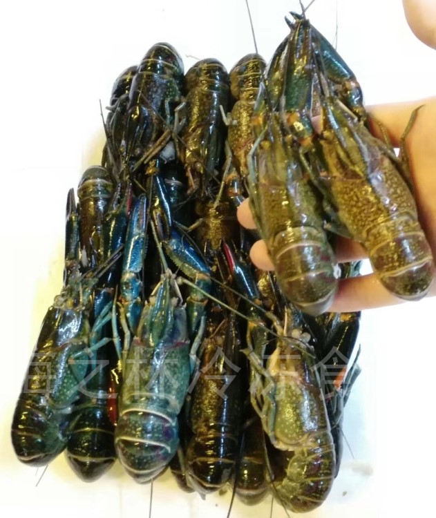 【海之林】蓝龙 澳洲小龙虾 板冻 冷冻水产食品