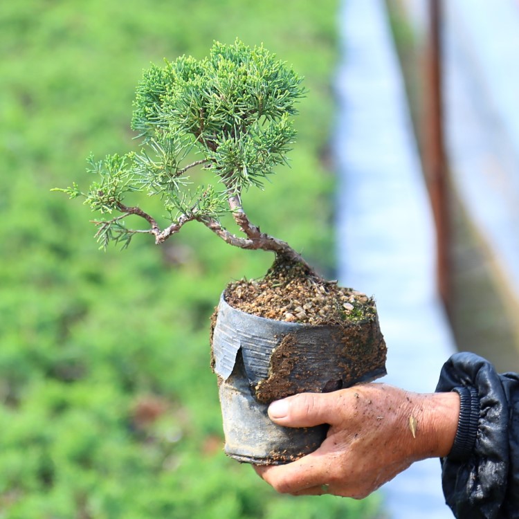 日本纪州真柏盆栽济州真柏树盆景素材miao造型系鱼川真柏盆景小杯