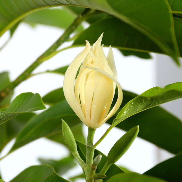 【黄桷树】白兰花盆栽 嫁接黄角兰黄桷兰白玉兰黄玉兰花苗树苗庭院苗