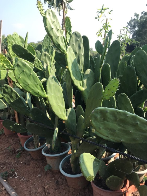 【胭脂花开】胭脂掌 无刺仙人掌 红花掌 红花仙人掌 沙生植物景观仙卉