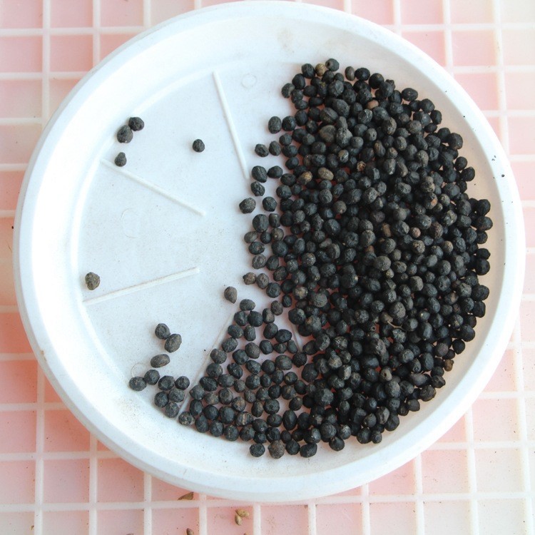 【檀香树苗】白檀林木种子新采优质白檀种子别名檀香种子白檀树檀香