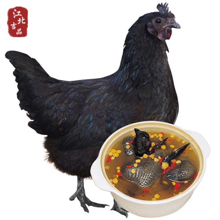 苏北农村林地散养乌骨鸡土鸡五黑鸡老母鸡月子鸡新鲜现杀代发包邮