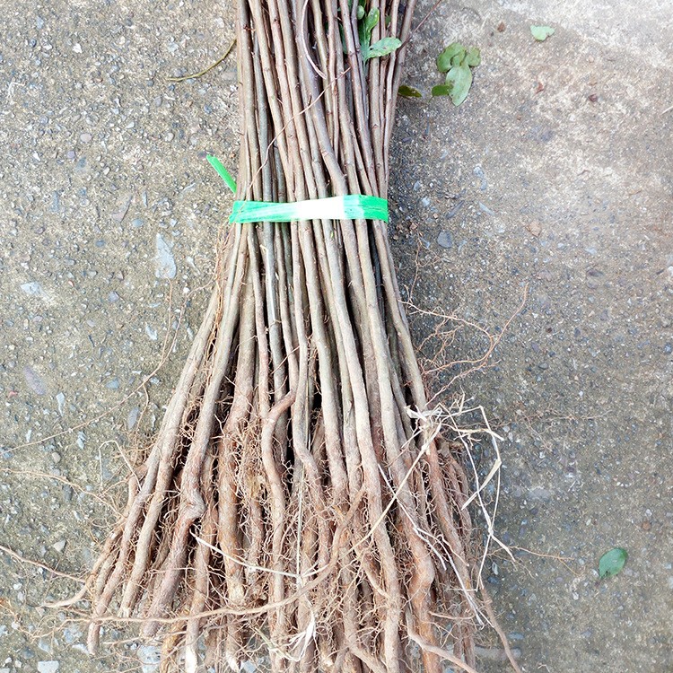 【棠梨树】棠梨苗鸟梨果苗 贵州棠梨小苗 杜梨实生苗 西洋梨嫁接砧木