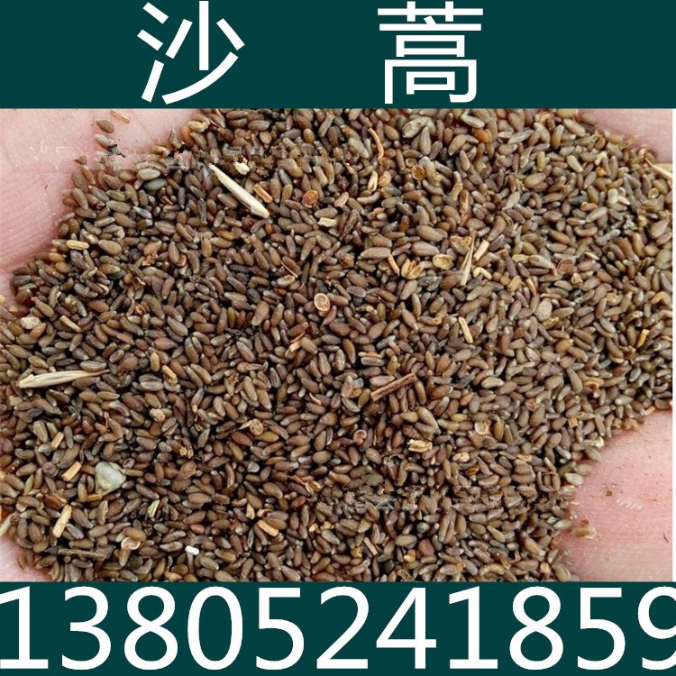 【白沙蒿】牧草种子 沙蒿种子 荒漠蒿 青沙蒿 黑沙蒿种子 油蒿 白沙蒿
