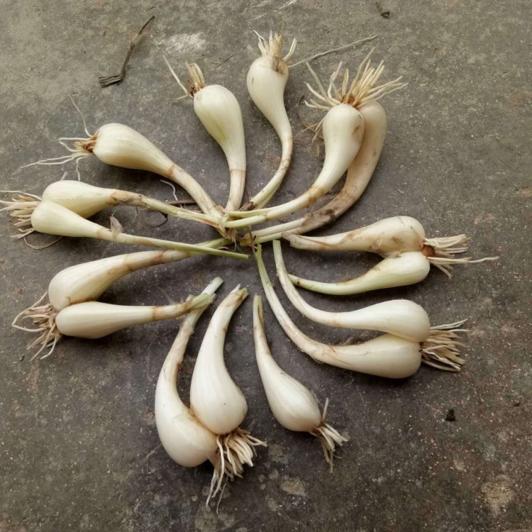 【新鲜荞头】5斤1份湖南农家特产新鲜藠头茭头荞头现货供应无叶藠头种