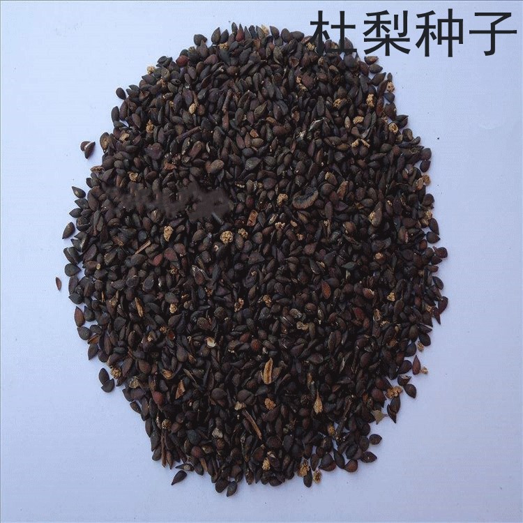 散装杜梨种子 优质豆梨 棠棣子 棠梨种子 海棠梨 野梨籽 土梨销售