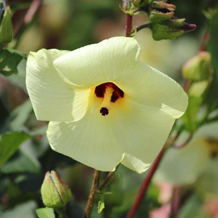 菜芙蓉金花葵蔬菜花卉花草种子 种籽出芽率高绿化植物种子