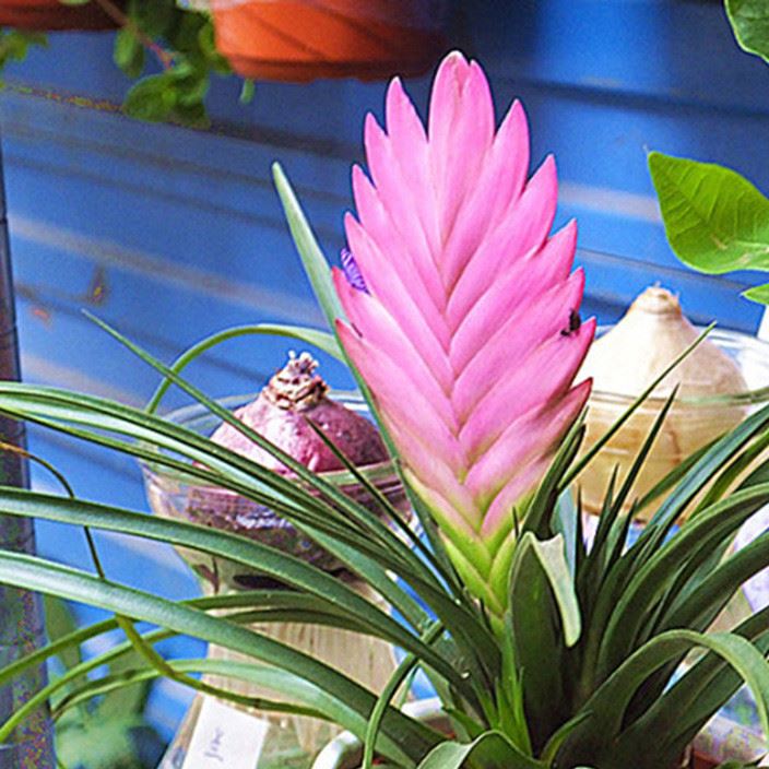 【】创意小盆栽可吸甲醛净化空气青铁兰 四季常绿多色系铁兰盆栽观花