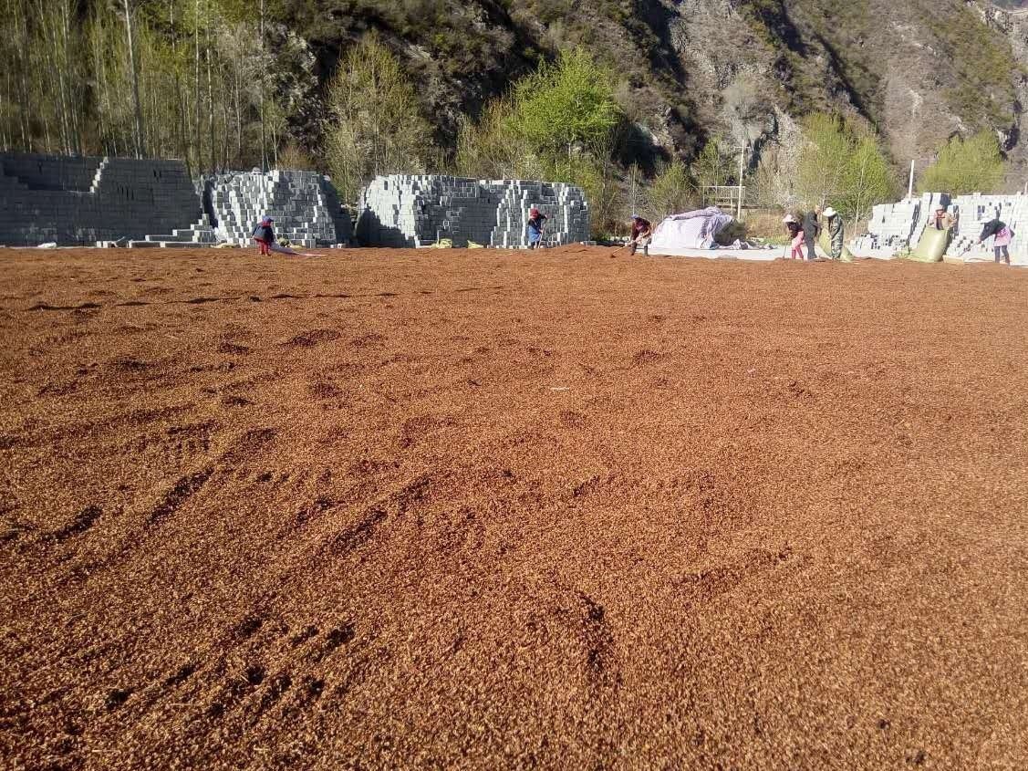 【】大黄种子 唐古特大黄种子 售唐古特大黄种子 求购唐古特大黄种子