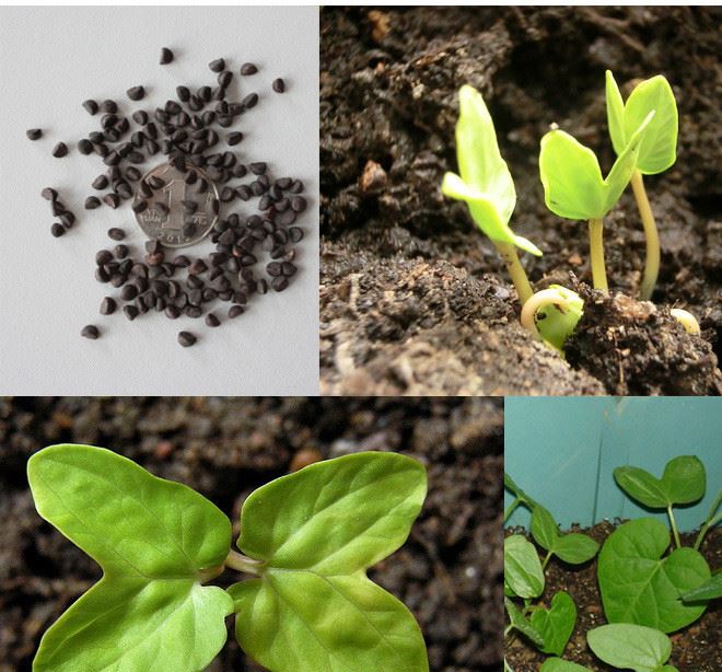 【】爬藤大牵牛花种子 绿化四季易播 阳台花卉盆栽 庭院花草植物批发