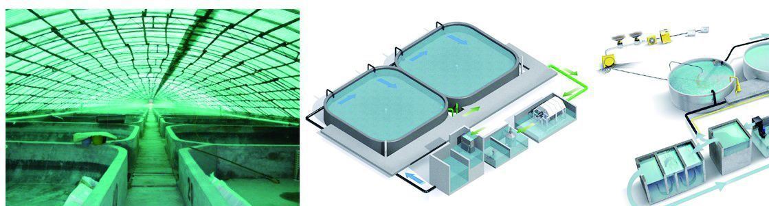 工業化循環水養殖系統規劃設計