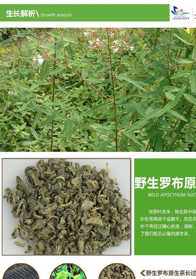 新疆特產野生羅布麻茶散裝廠家批發免費代工加盟