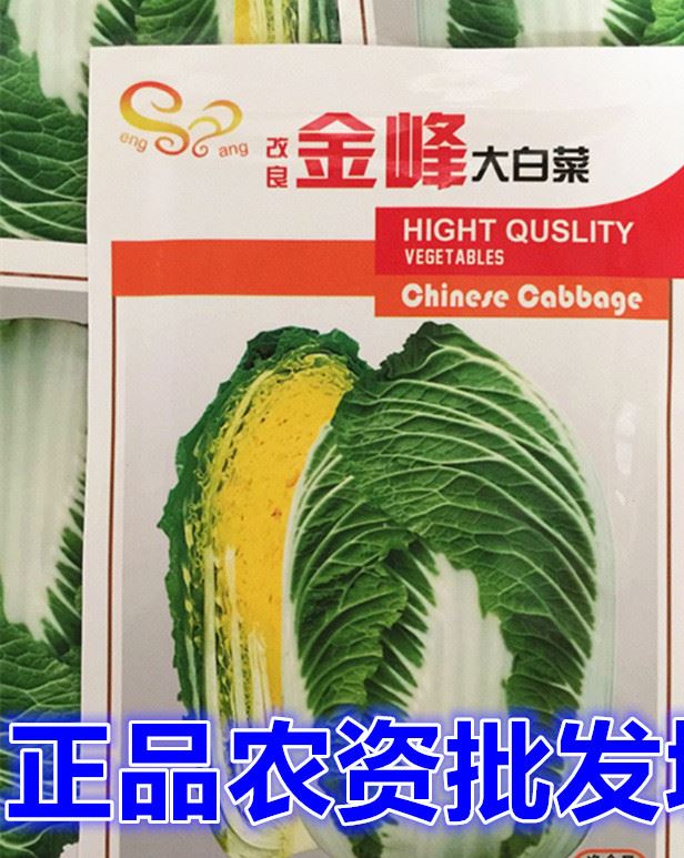【】春白菜种子 反季节大白菜种 金峰白菜 改良新金峰 黄心白菜10克