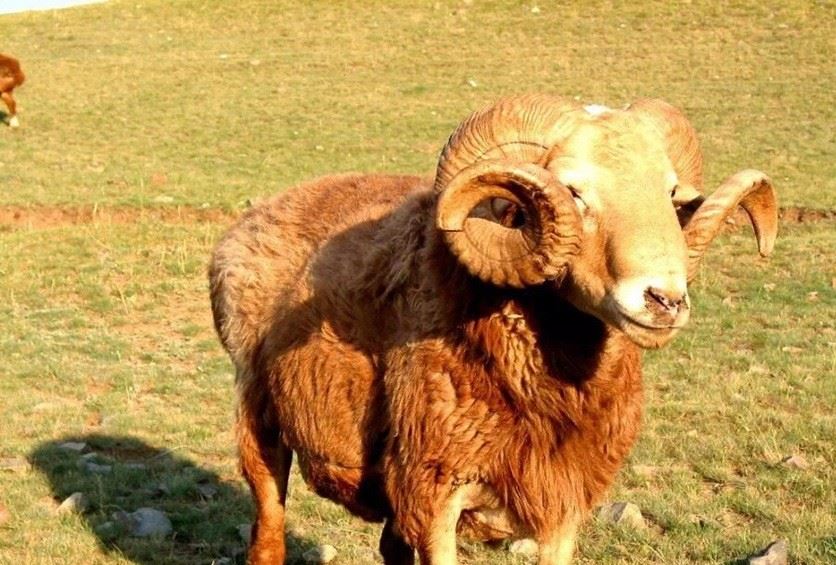 【】新疆塔城裕民巴什拜·羔羊肉礼盒包装 精选优质火锅食材羊肉批发