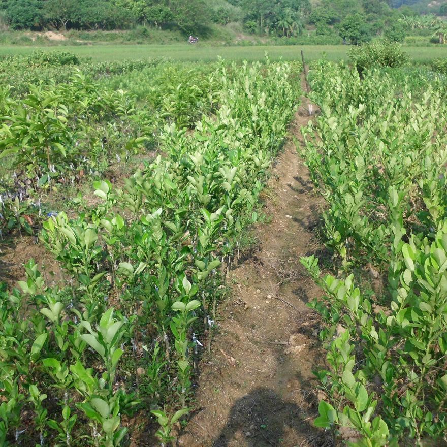 龍眼桂圓苗嫁接果苗水果樹苗當年結果南方北方都可種植可盆栽