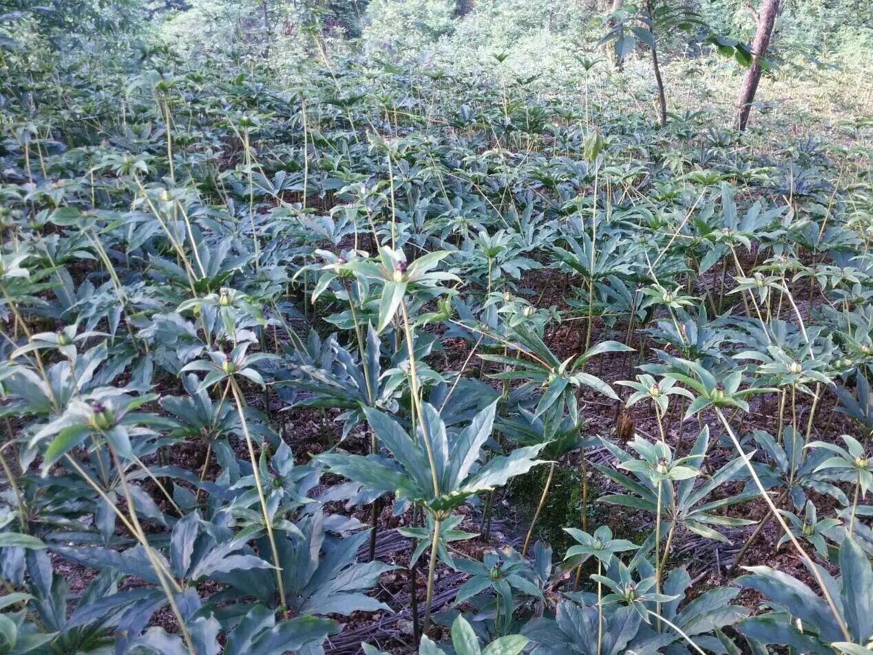 四川中药材种植加盟 四川最大的中药材种植基地项目地址联系方式